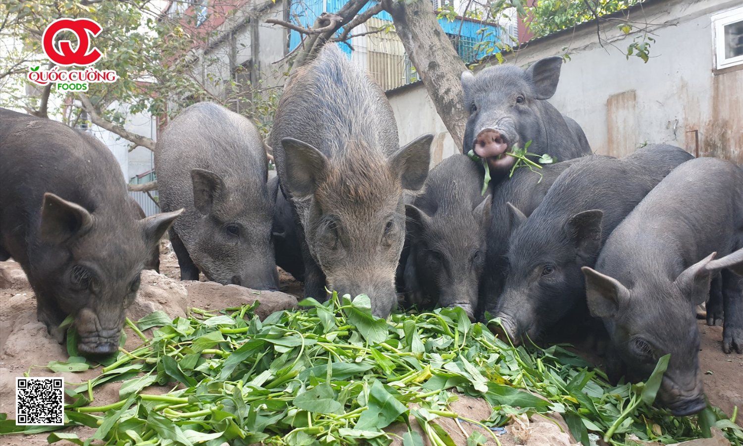 Thịt Chua Quốc Cường Foods